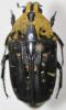 Euchroea clementi